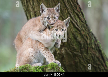 Zwei junge europäische Luchs (Lynx Lynx), in Gefangenschaft, Hessen, Deutschland Stockfoto