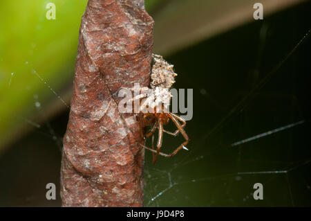 Fransen springen Spinne mit Beute (Portia Fimbriata), Far North Queensland, FNQ, QLD, Australien Stockfoto