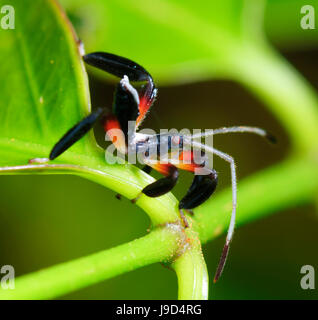 Leaf-footed Bug Instar (Pternistria bispina), Coreidae, Far North Queensland, FNQ, QLD, Australien Stockfoto