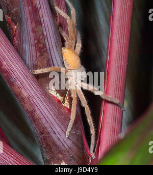 Abzeichen Sie, Jäger (Neosparassus SP.), Sparassidae, weit Nord-Queensland, FNQ, QLD, Australien Stockfoto