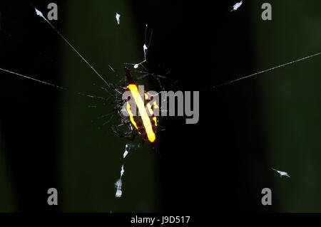 Stachelige Kugel-Weber (Gasteracantha Fornicata) auf seiner Web, Far North Queensland, FNQ, QLD, Australien Stockfoto