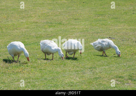 Ein Schwarm Gänse auf der Weide Stockfoto