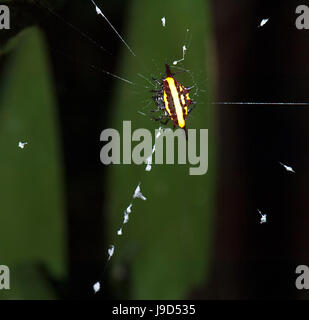 Stachelige Kugel-Weber (Gasteracantha Fornicata) auf seiner Web, Far North Queensland, FNQ, QLD, Australien Stockfoto