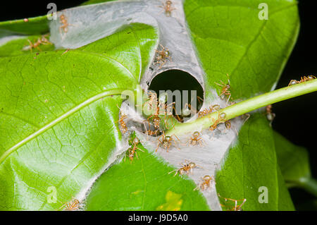 Grüner Baum Ameisen (Oecophylla Smaragdina) bei ihren Nesteingang Far North Queensland, FNQ, QLD, Australien Stockfoto