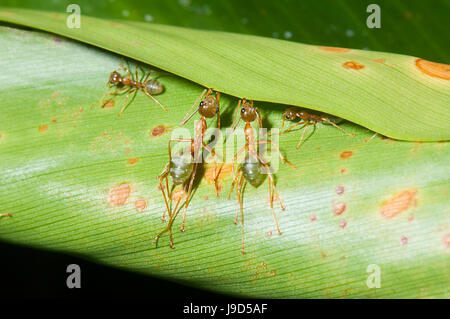 Grüner Baum Ameisen (Oecophylla Smaragdina) Nestbau durch Walzen ein Blatt Far North Queensland, FNQ, QLD, Australien Stockfoto