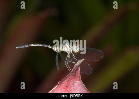 Nahaufnahme eines australischen Tiger Dragonfly (Ictinogomphus australis) in seine blaue Phase, Far North Queensland, FNQ, QLD, Australien Stockfoto
