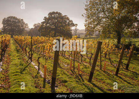 Weinberg, Kapelle, Weingut, in der Nähe von Tenterden, Kent, England, Vereinigtes Königreich, Europa Stockfoto