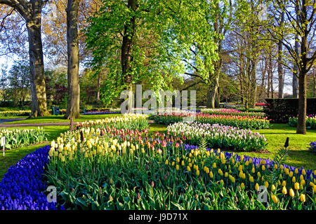 Keukenhof in Lisse, Süd-Holland, Niederlande, Europa Stockfoto