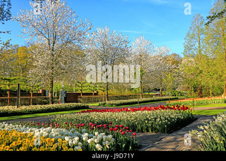 Keukenhof in Lisse, Süd-Holland, Niederlande, Europa Stockfoto