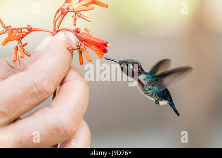 Eine wilde Erwachsene männliche Biene Kolibri (Mellisuga Helenae), angezogen von handgeführten Blume in der Nähe von Playa Larga, Kuba, Caribbean Stockfoto