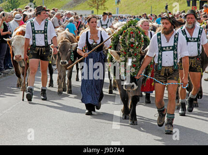 Viehscheid, jährliche Senkung des Viehs von den Sommerweiden Berg bis ins Tal, Obermaiselstein, Bayern, Deutschland Stockfoto