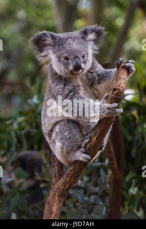 Koala (Phascolarctos Cinereus), Lone Pine Sanctuary, Brisbane, Queensland, Australien, Pazifik Stockfoto