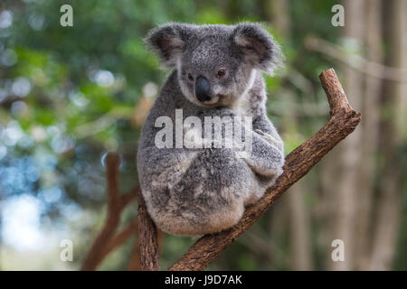 Koala (Phascolarctos Cinereus), Lone Pine Sanctuary, Brisbane, Queensland, Australien, Pazifik Stockfoto