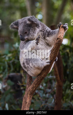 Koala (Phascolarctos Cinereus), Lone Pine Sanctuary, Brisbane, Queensland, Australien, Pazifik Stockfoto