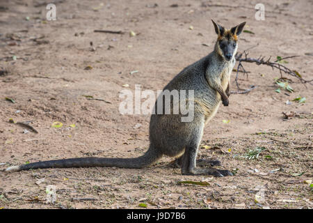 Känguru (insgesamt), Lone Pine Sanctuary, Brisbane, Queensland, Australien, Pazifik Stockfoto