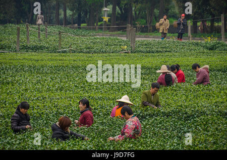 Drachen auch Grüntee-Plantage in der Nähe von Hangzhou, Zhejiang Provinz, China, Asien Stockfoto