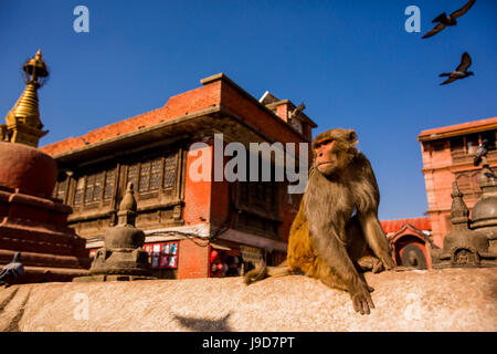 Heiligen Affentempel, Kathmandu, Nepal, Asien Stockfoto