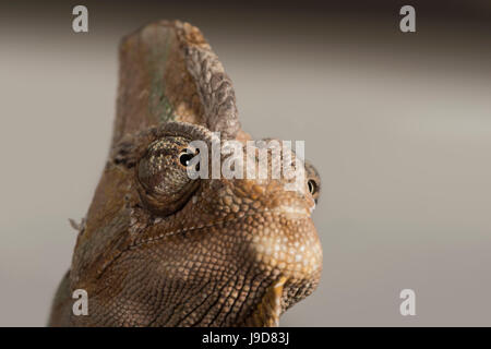 Jemenchamäleon (Jemen Chamäleon) (Chamaeleo Calyptratus), in Gefangenschaft, Vereinigtes Königreich, Europa Stockfoto