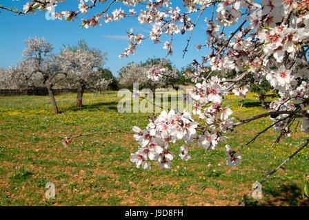 Zeit der Mandelblüte, Mallorca, Balearen, Spanien, Europa Stockfoto