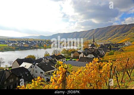 Weinberge in der Nähe von Piesport, Moseltal, Rheinland-Pfalz, Deutschland, Europa Stockfoto