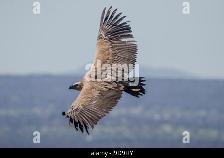 Gänsegeier, Castillo de Monfrague, Monfrague Nationalpark, Cáceres, Extremadura, Spanien, Europa Stockfoto