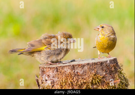 Zwei junge Grünfink (Zuchtjahr Chloris) im Vereinigten Königreich Stockfoto