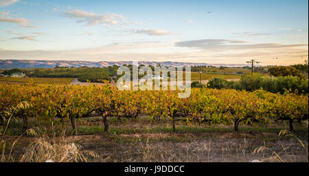 McLaren Vale Weinberg Stockfoto