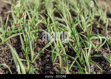 Wachsende Knoblauch im Werk, Bauernhof-Gemüse Stockfoto