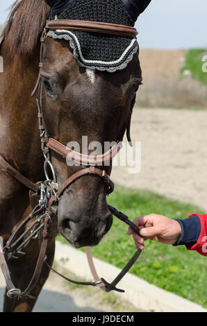 Kopfschuss der Show Jumper Pferde während des Trainings mit unbekannten Fahrer Stockfoto