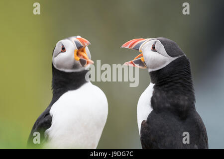 Verhalten von zwei Papageientaucher (Fratercula Arctica) spiegeln. Schnabel zu öffnen, zeigen Zungen. Darstellung der Reflexion im Spiegel. Stockfoto