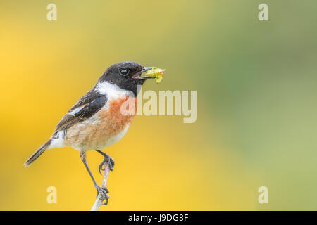 Männliche Schwarzkehlchen (Saxicola Torquata) mit Bugs im Schnabel bereit, jungen zu füttern. Gelber Ginster Blume Hintergrund. Pembrokeshire, Mai. Stockfoto