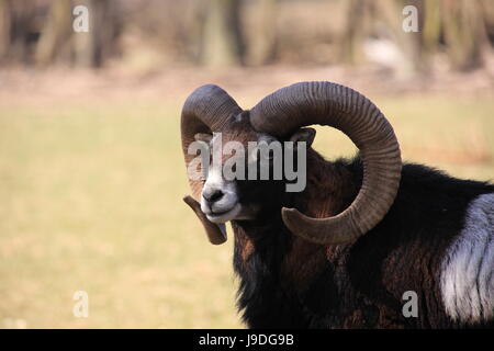 Porträt, Ziege, Horn, Auge, Orgel, Tier-Portrait, Kornette, Ziegenbock, Kopf, Stockfoto