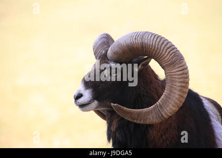 Porträt, Ziege, Horn, Auge, Orgel, Tier-Portrait, Kornette, Ziegenbock, Kopf, Stockfoto