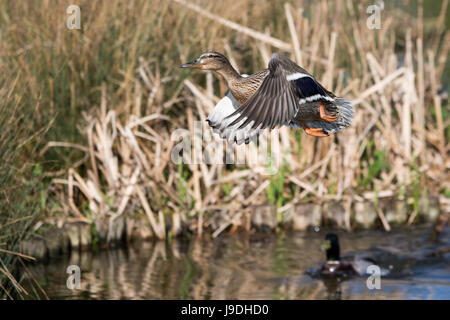 Weibliche Stockente fliegen um ein Männchen im Bushy Park, West-London, UK zu entkommen Stockfoto