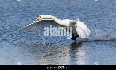 Höckerschwan ausziehen einen See in Bushy Park, West-London, UK Stockfoto