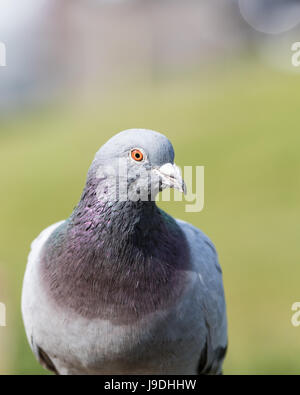 Wilde Taube Stockfoto