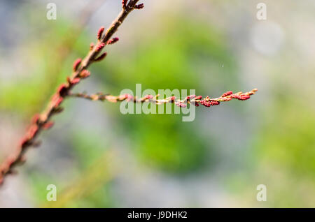 Tamarisken-Filiale in voller Blüte - Tamariske, Salz Zeder - hautnah im Frühjahr. Selectiv Fokus. Stockfoto