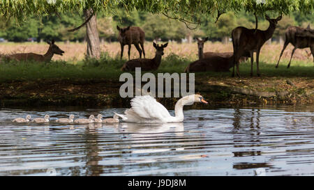 Ein Höckerschwan und sechs Cygnets schwimmen vorbei Rotwild beobachten Stockfoto