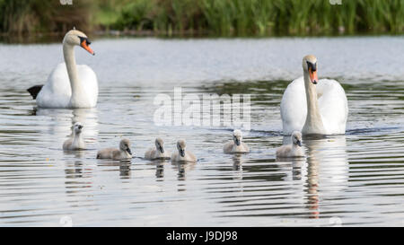 Zwei Höckerschwäne und sechs Cygnets schwimmen Stockfoto