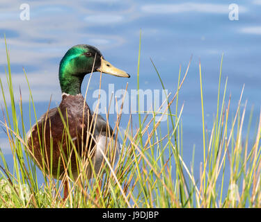 Eine männliche Stockente stehen am Rand Wassers hinter langen Rasen Stockfoto