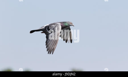 Wilde Taube im Flug Stockfoto