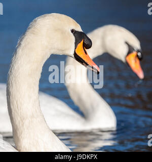 Zwei Erwachsene Höckerschwäne Stockfoto