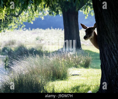 Red Deer weibliche Doe Kollegen runden einen Baum am Rand Wassers in Bushy Park West London Stockfoto