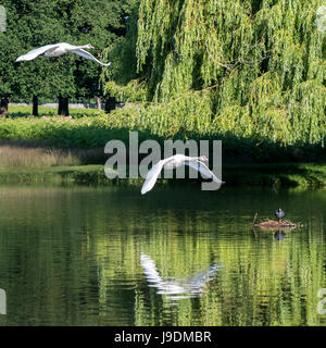 Höckerschwäne fliegen über einem See in einem grünen Bushy Park, West-London Stockfoto