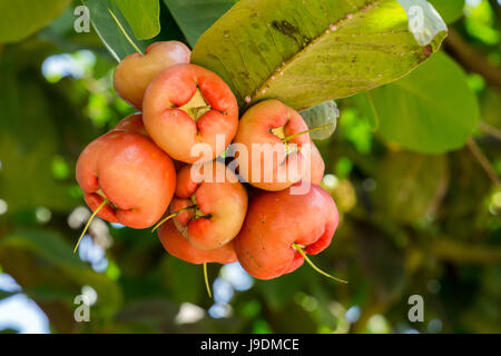 Wasser Apfel, Sekinchan, Malaysia. Stockfoto