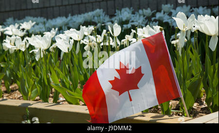 Kanada-Flagge vor Kanada 150 Tulpe Garten. Stockfoto