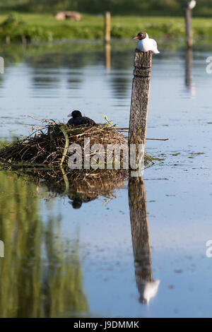 Schwarze Spitze Möwe im Sommer sitzt Gefieder auf eine Stelle neben einer Verschachtelung Blässhühner in Bushy Park, West London Stockfoto