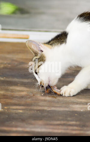 Schwarzweiss-Katze, die eine Stück Fleisch in einem Dorf Kreter schmeckt Stockfoto