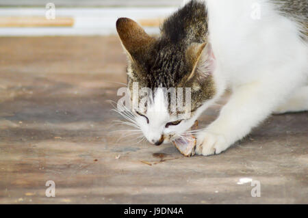 Schwarzweiss-Katze, die eine Stück Fleisch in einem Dorf Kreter schmeckt Stockfoto