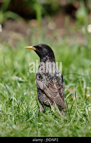 Gemeinsamen Starling Sturnus Vulgaris Erwachsenfrau im Sommer Gefieder Stockfoto